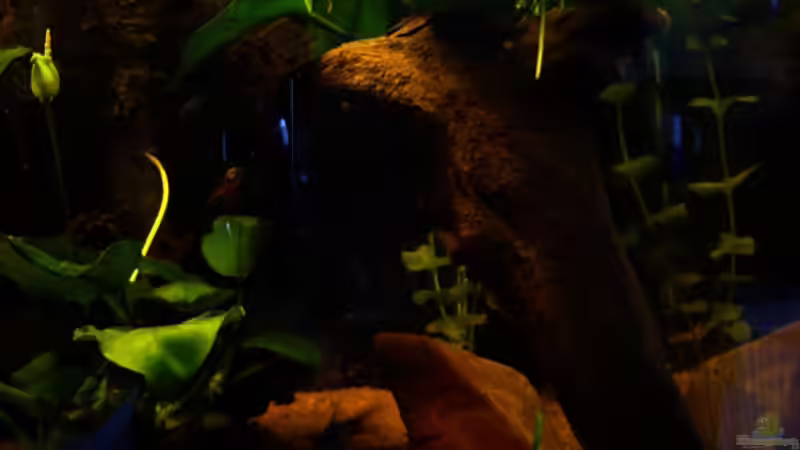 rechte Wurzel mit anubias von Marcel Becker (2)