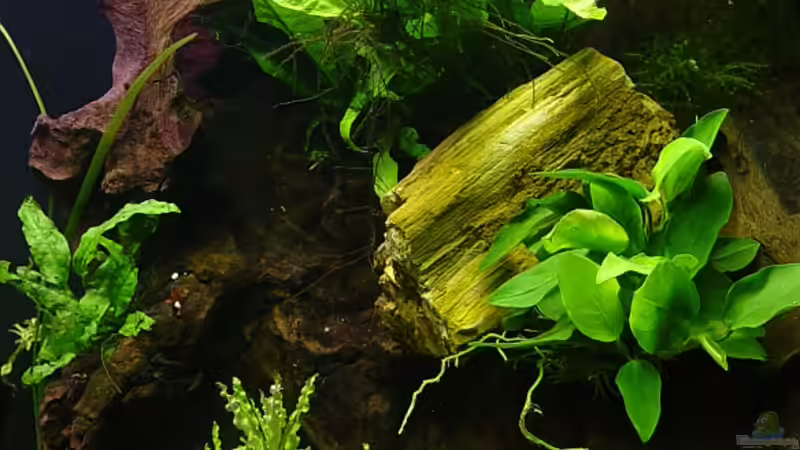 rechte Wurzel mit Javafarn und Anubias, dahinter sind HMF, Heizer und Filterausläufe von Carsten Gutsche (6)