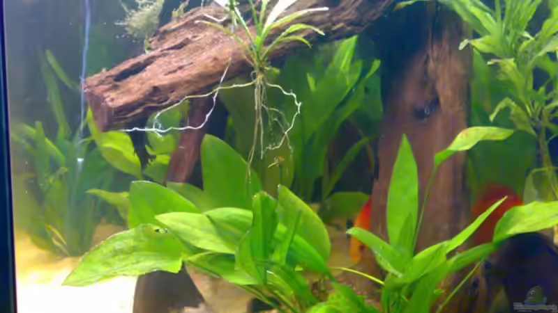 Rechte Wurzel von Amazonasbecken.eu (19)