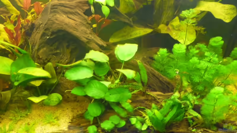 Rechte Wurzel von Cpt Frischgemüse (10)