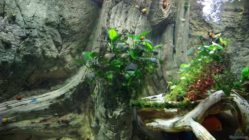 rechte Wurzel von Jens Beier (4)