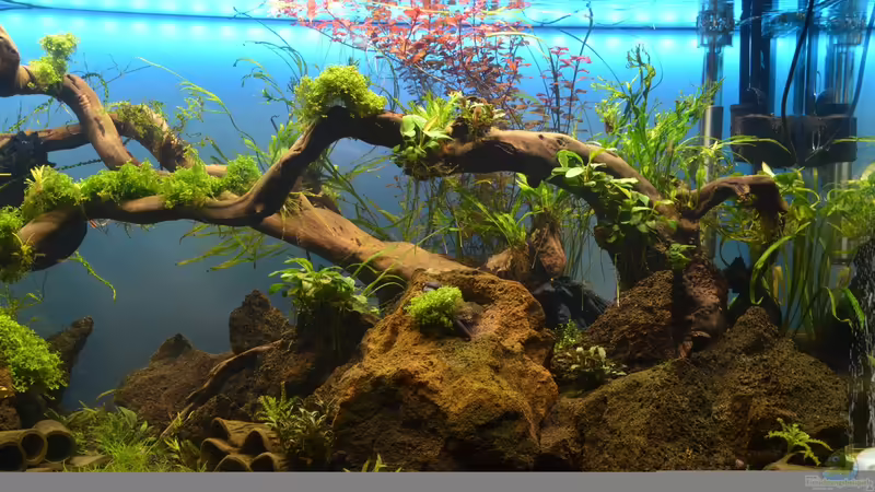 Rechter Aufbau 5. Woche von Gallius (6)