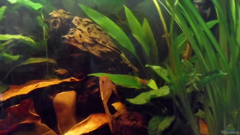 Rechter Beckenabschnitt von Jabbery (4)