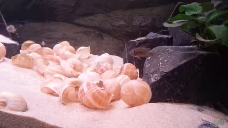 Rechter Beckenbereich von Daniel Kastner (13)