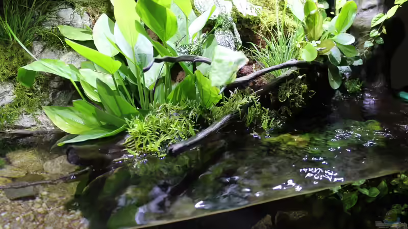 rechter Beckenbereich von die Perle... (36)