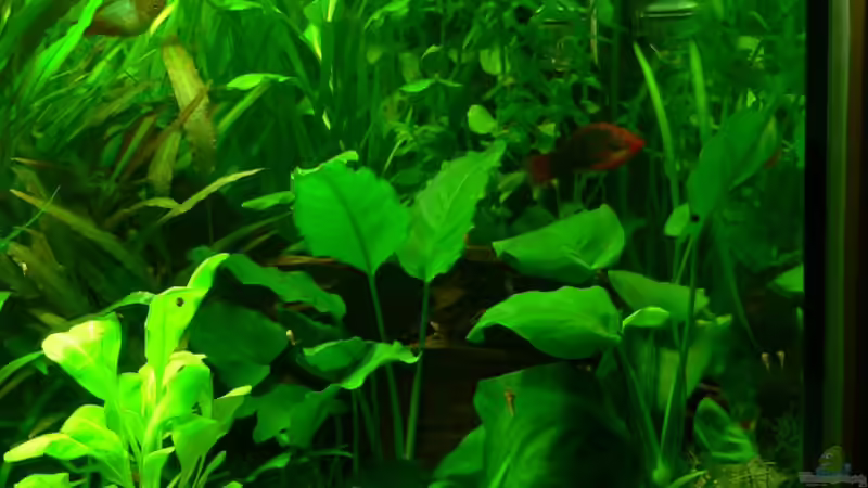 rechter Beckenbereich von Lars T. (8)