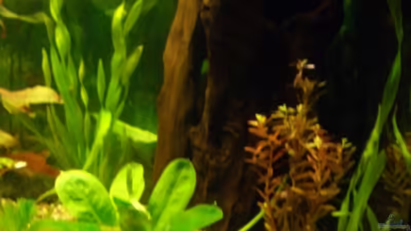 rechter Beckenrand von Axel Bauer (4)