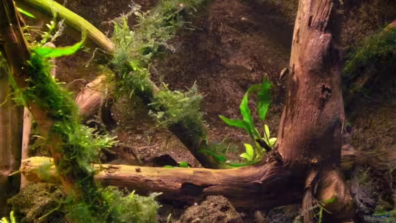 Rechter Beckenteil: große Wurzel von Der Analyst (14)