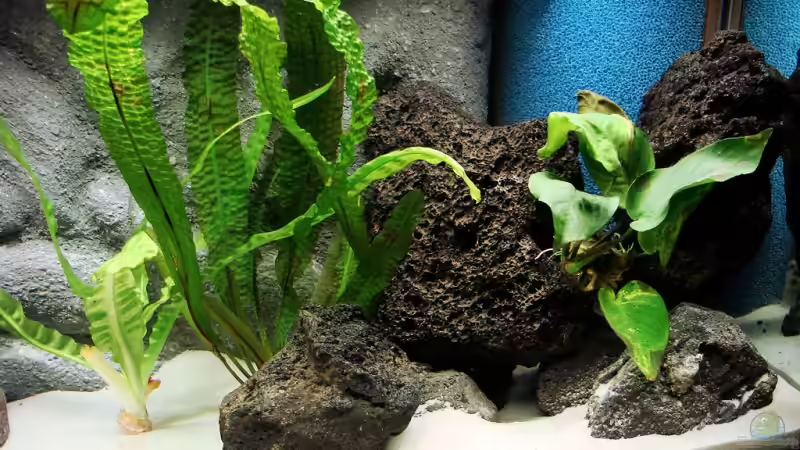 Rechter Beckenteil von Tanganjika_160_Liter (5)