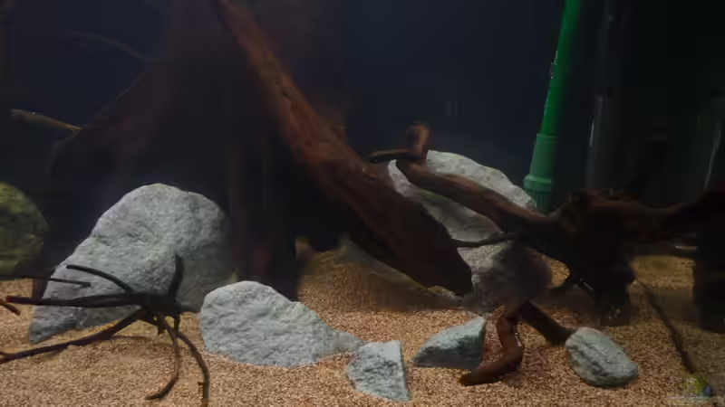 rechter Bereich vom Becken *24.03.2013* von lützkopf (39)