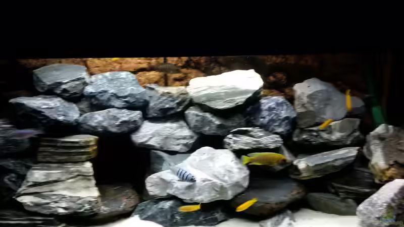 rechter Bereich von Andreas Musterfisch (5)