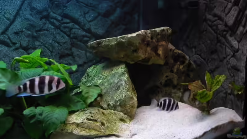 rechter Bereich von Max1 (17)