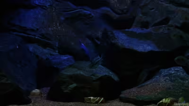 rechter Bereich von Michael Reiz (4)