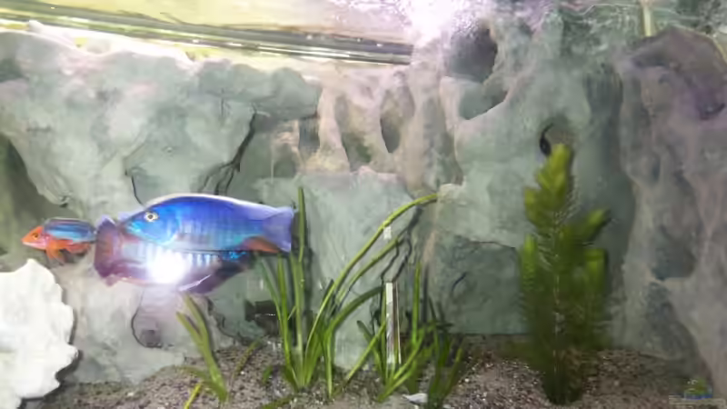 Rechter Ecken von Fred (2)