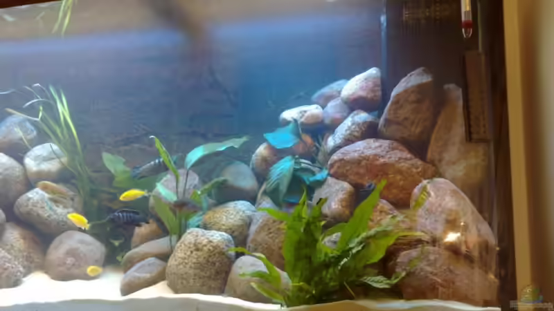 rechter Haufen von banditbart (3)