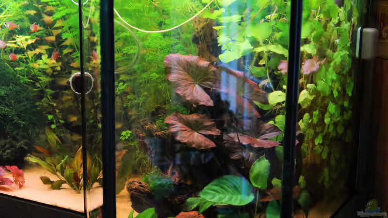 Rechter Seite von WSS (8)