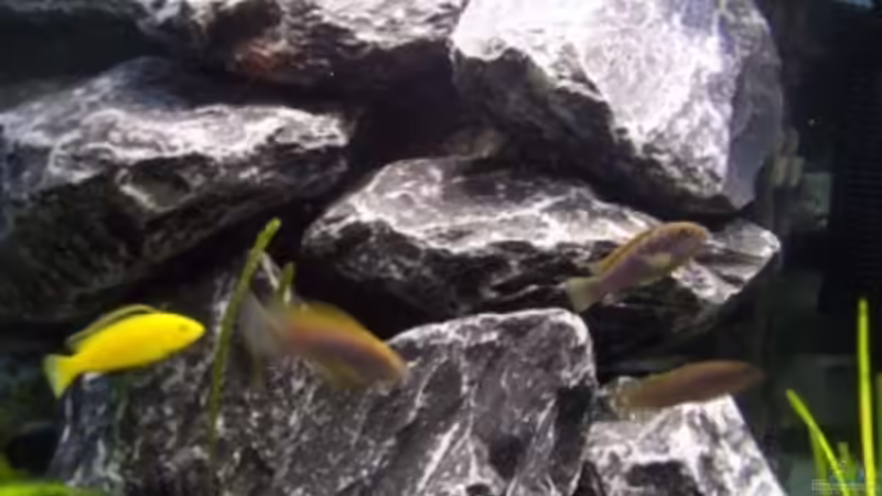 Rechter Steinhaufen + Powerhead 802 von rolli174 (13)