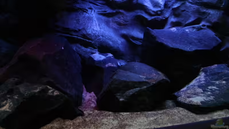 rechter Teil  von Michael Reiz (30)