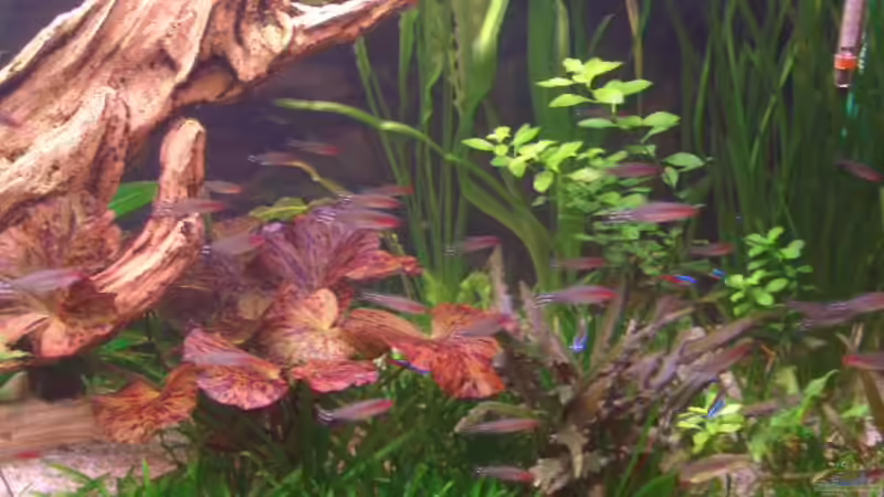 rechter Teil 05.03.06 von Robert Ellinger (2)