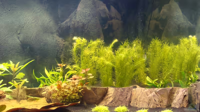 rechter Teil (17.03.13) von Christian Heitmann (2)