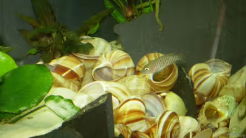 Rechter Teil des Beckens von Daniel Baier (3)