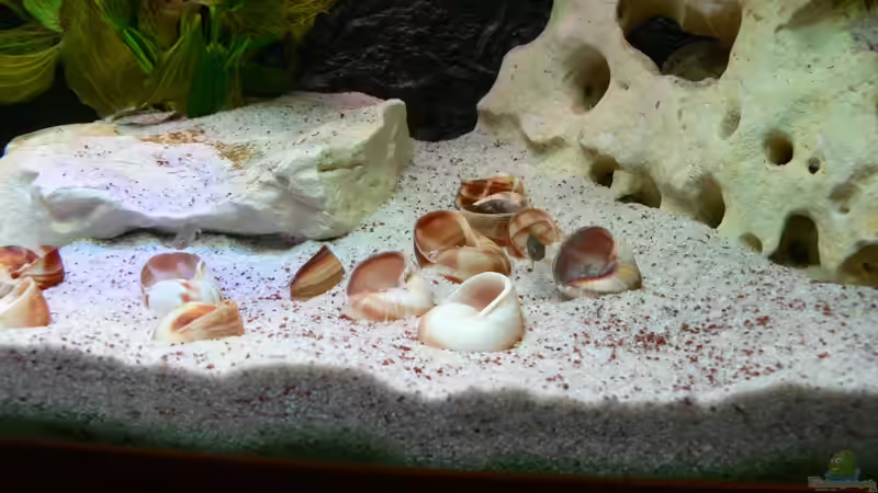 Rechter Teil des Beckens von DominikZ (29)