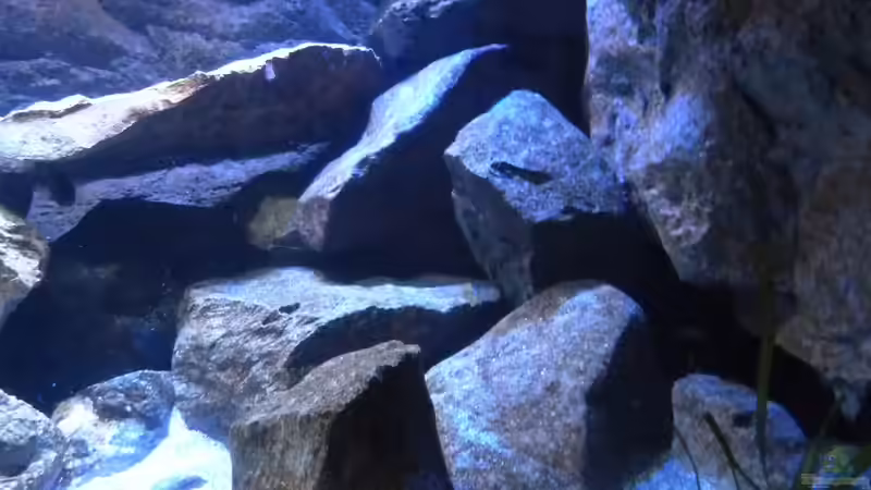 rechter Teil des Beckens von Malawinator (16)