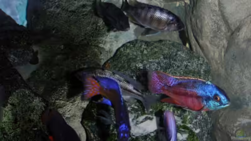 rechter Teil mit künstlichem ??berhang von Pütti (11)