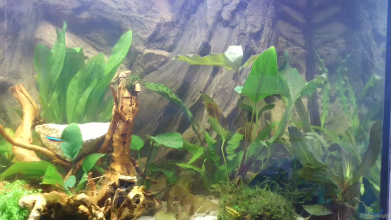 rechter Teil vom Tank von Alsi (14)