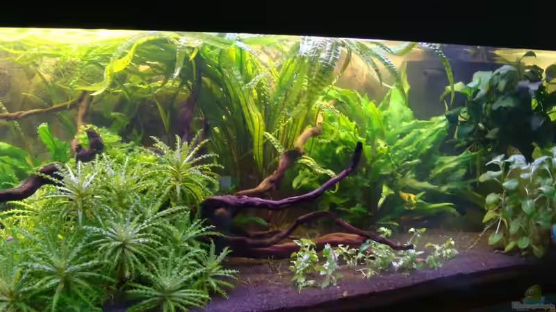 rechter Teil von Christian Heitmann (4)