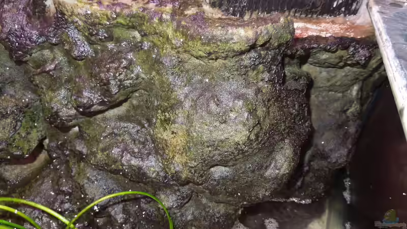 Rechtes Modul  von Volker Alms (28)