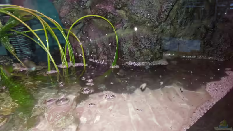 Rechtes Modul  von Volker Alms (29)