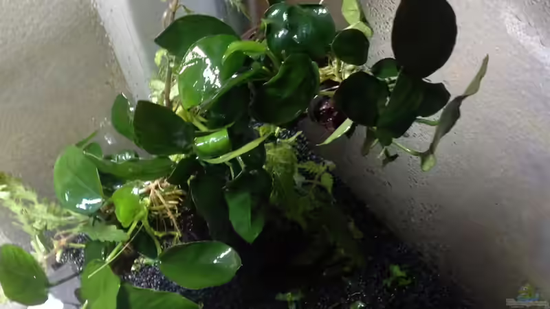 rechtes Plateau von Andreas Glingener (18)