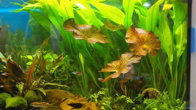 rechtes Seite von Denis Aschenbach (5)