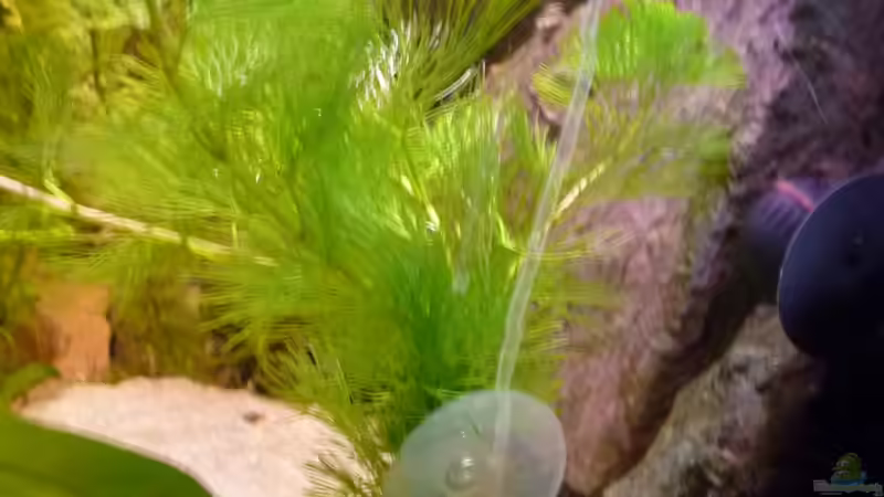 Rechteseite, (Cabomba aquatica) eingehangen mit einem Saugnapf von Jan H. (20)