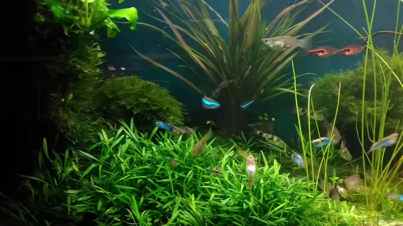 rechts - Dez. 2017 von Grünhexe (40)