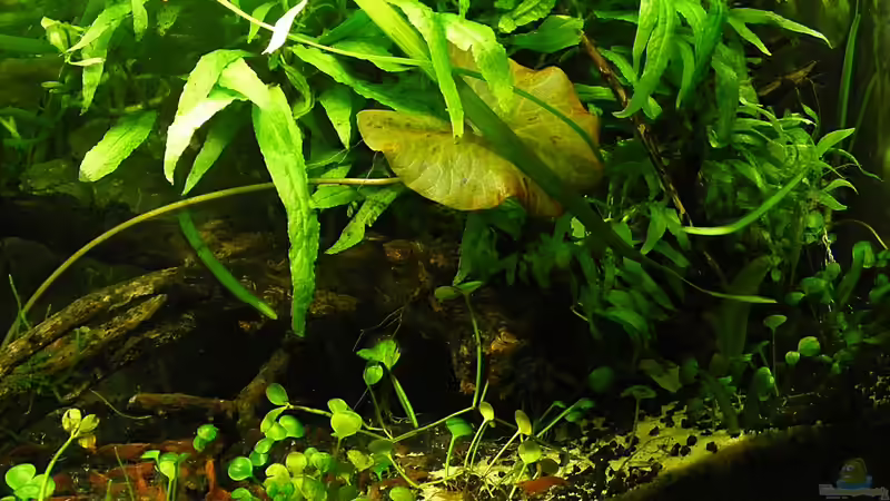 rechts - unten von Flossenbeschauer (7)