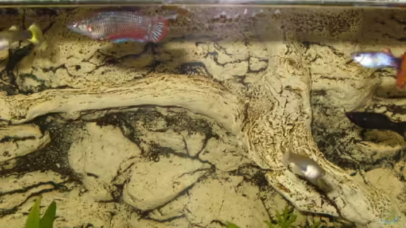 rechts, 2 v.o. Black Molly, ein paar Guppys und 2 v.l.o. nochmal weibliche Kampffisch von RedDragon (8)