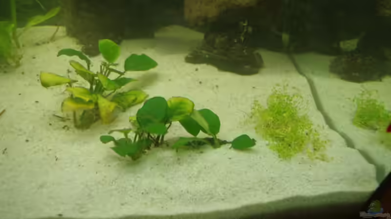 rechts: Cuba von Richiiii (7)