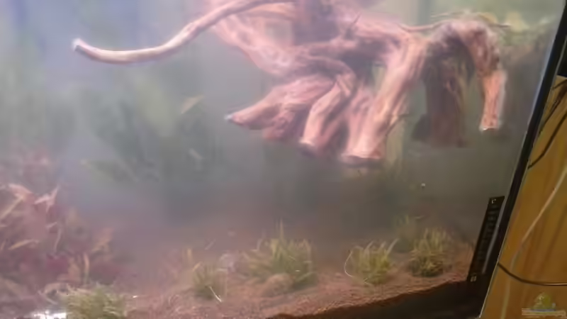 Rechts, die Wurzel muss sich noch vollsaugen. von Schnaeuf (4)