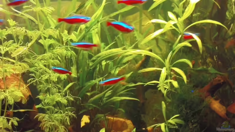 rechts: Echinodorus spec. grisebachii ; links am Rand Limnophila Sessiliflora von Maria Dicke (11)