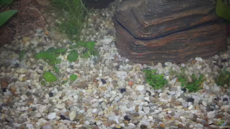 rechts: Glossostigma elatinoides (Australisches Zungenblatt), links: Pogostemon erectus (Indische Sternpflanze) von Omega (6)