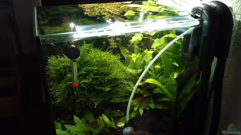 rechts, neu,Microsorum, C. beckettii, ??bergang von El Hein (28)