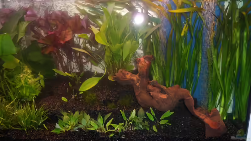 Rechts: Vallisneria gigantea  von Catfu (15)