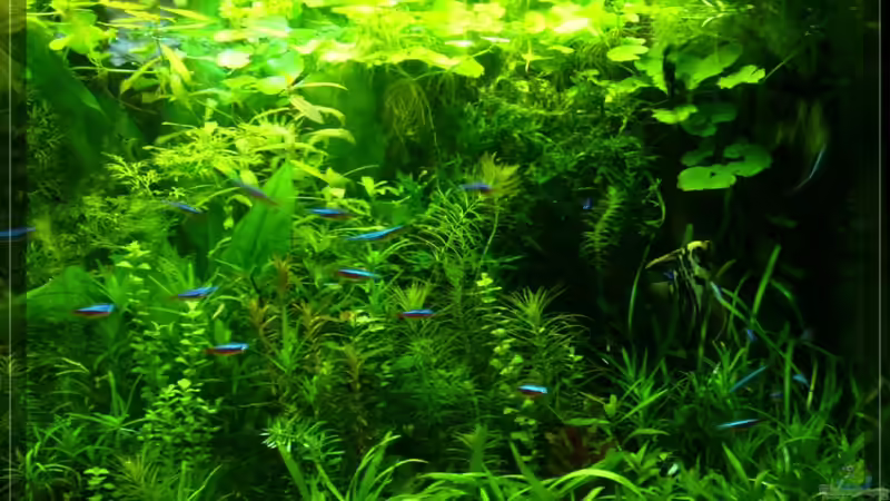 rechts 14/02/10 von Onkel (5)