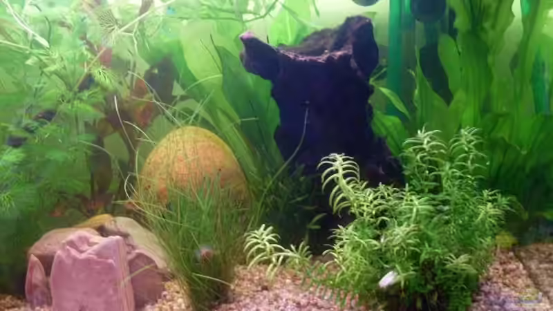 rechts 16.08. von lichterschein (6)