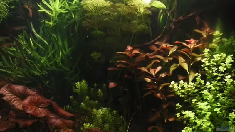 rechts_19.01.2009 von Dschinn (18)