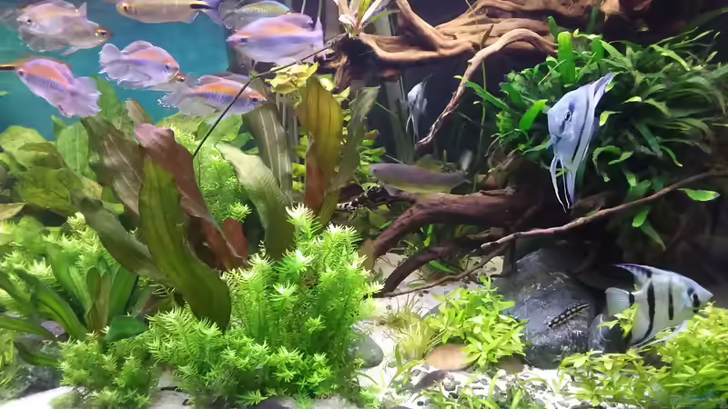 rechts 19.12.19 von Grünhexe (6)