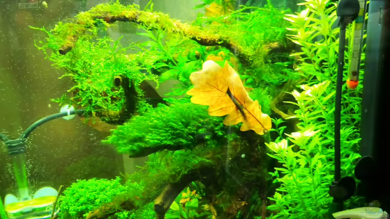 rechts 20.01.2013 von Walde (22)