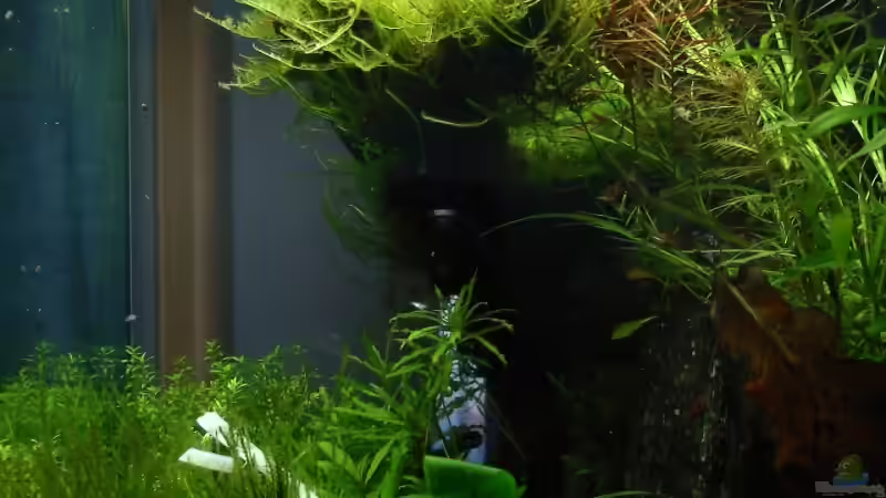 rechts 22.11.08 von quickmike (6)